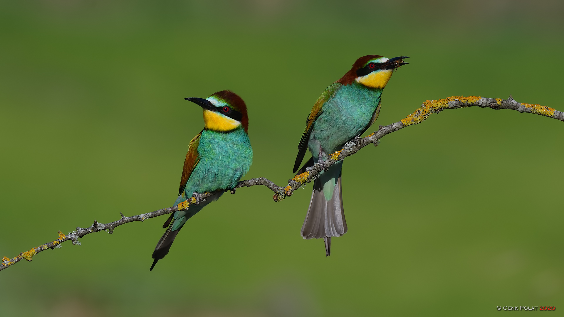 European Bee-eater